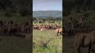 The lion pride VS Hyenas, and when the male lion arrives Hyenas just goes away