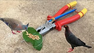 Best DIY Bird Trap Using Pliers With Pipe - How To Use Pliers To Trap Birds