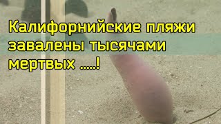 Калифорнийские пляжи завалены тысячами мертвых....!