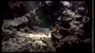 Dolphins, Caves & Coral Reefs - Shaab Samadai