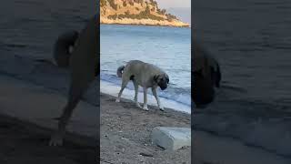 İzmir'de sahil turu yapan köpek #shorts #keşfet