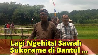 Lagi Ngehits! Sawah Sukorame di Bantul Dikunjungi 3.000 Wisatawan