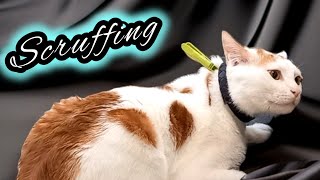 CAT SCRUFFING