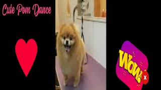 Daily dose of cuteness: pom Pom funny dance