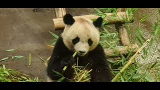 zoo beauval france panda 🐼 2022