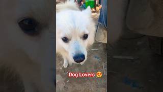 हैंडसम Doggy #shortsvideo #youtubeshorts #ytshorts #dog #doglover #animals