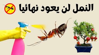 النمل سيختفي و لن يعود أبدا لنباتاتك و هذه كيفية ابعاد نمل عن الزرع