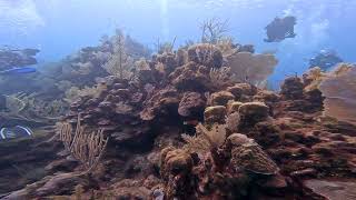 Scuba Diving "El Águila" in 4K! Roatán, Honduras - November 2022