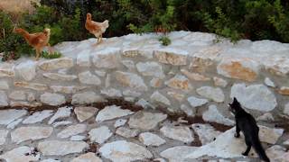 Γάτες στη Δονούσα / Cats at Donoussa isl.