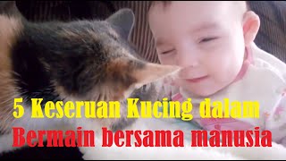 5 Keseruan Kucing dalam Bermain bersama Manusia