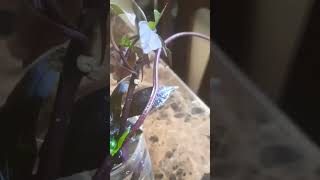 Roots of sweet potato vine in water#ornamental plant#purple leaves#indoor plant#shorts