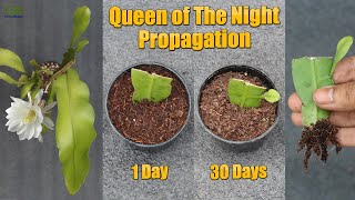 Queen of the night or epiphyllum oxypetalum propagation from cuttings (with update)