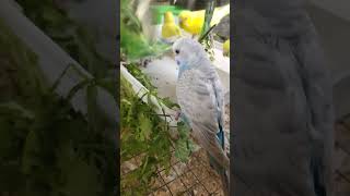 Budgies food asmr eating video | By akshimokshi8415