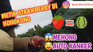 BERBURU STRAWBERRY RASA DUREN LARANG DI HONGKONG|HARGANYA SAMA2 MEHONG😜