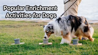 Popular Enrichment Activities for Dogs