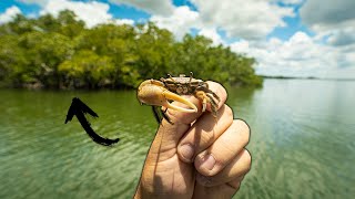 Grouper, Snook, Snapper, and Tarpon Action! Weirdest Fish Ever on a Fiddler Crab!