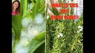 SPIT ON MY ROSEMARY PLANTS?  Spittle Bugs!🐛Plant Care