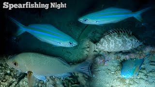 NIGHT SPEARFISHING INDONESIA Maluku Utara