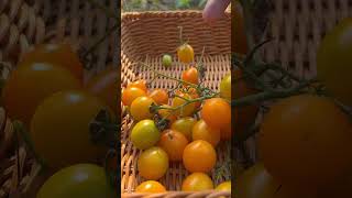 Harvest lots of ripe tomatoes