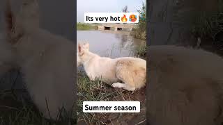 it's very hot today 🥵🔥🔥 #shorts #hot #pets #animals #viral #animals #dog