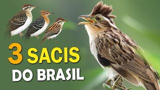 PÁSSARO SACI e PEIXES-FRITOS: Cantos e comportamentos das 3 espécies brasileiras!