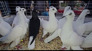 RADOM Gołębie pigeons targ Andrzej W. 19.10.2024 cz.2/4💥Gołębie jasne i wyszwance Andrzeja Radom💥