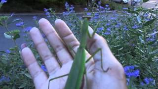 Crittercam  PRAYING MANTIS!! (Tenodara sinensis) 09-23-13