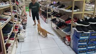 kucing lagi berantem sama tuannya,