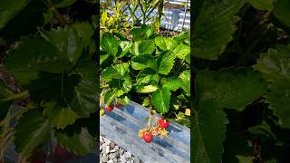 🍓Rooftop strawberry garden