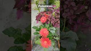 Flowering #viral #viralshorts #viralshort #shorts #short #shortvedio #viralvedio