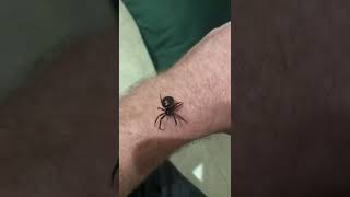 Steatoda Nobilis handling