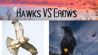 Hawks vs Crows in the Adirondacks-end clip slow mode