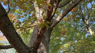 Old Cemetery Oak and Bobby's Lightning Tree: Old Crooked Trees Turning Colors