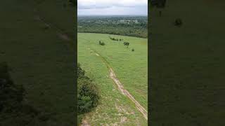 Fazenda à venda: 375 hectares em Aliança do Tocantins, TO  #fazendasavenda #agro #pecuaria