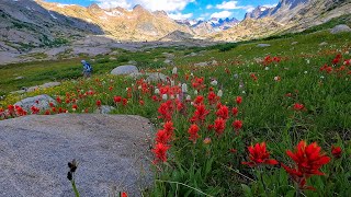 I found the best wildflowers in Wasatch