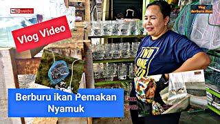 BERBURU IKAN PEMAKAN JENTIK NYAMUK DI CHAMBER KOLAM IKAN KOI - IKAN GUPPY / IKAN CUPANG