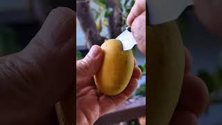 How to eat wild mango