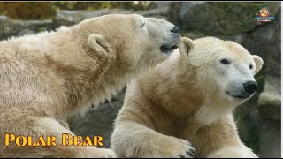 Information about | endangered Polar bear| English | Teacher Aide | Australia