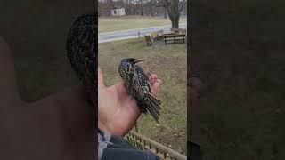 Starling rescue! #HÂYÂHSCREATION #starling