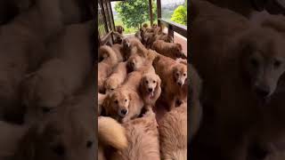 Comment Down how much Golden Retriever is there on this frame #goldenretriever #cute