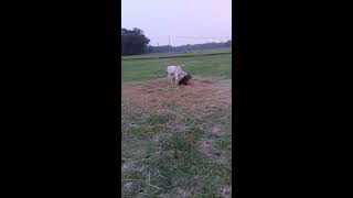 Baby cow playing