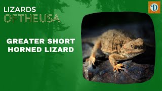 Greater short horned lizard