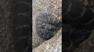 Huge Black Rattlesnake