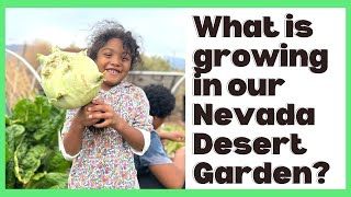 🌿What's Growing In Our Desert Garden? | Harvesting & Snacking From The Garden | The Hai Path