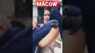 Macaw #macau #parrots #shorts #youtubefeeds #shortsfeed #ashortaday #youtubeshorts #macawlover