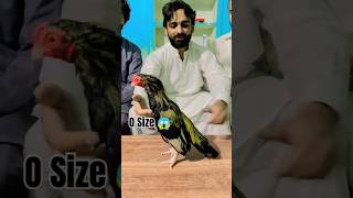 Zero 😱 size fighter aseel bird ka shok krain 👿  #aseel #aseelmurga #viralvideo