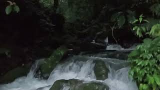 Nature Therapy: Original Natural Sounds From Leuser Rain Forest | Aceh | Indonesia