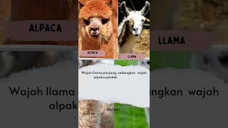 PERBEDAAN ALPACA DENGAN LLAMA