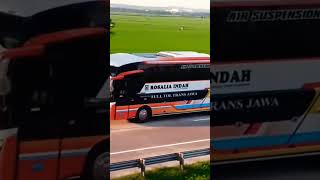 BUS TERBARU ROSALIA INDAH LEGACY SR3 PANORAMA‼️#shorts #busmania #huntingbus #rosaliaindah #legacy