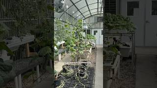 Hydroponic Vegetables #hydroponics